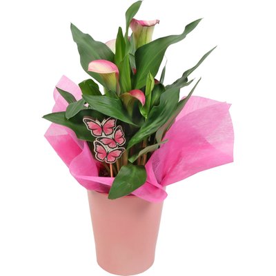 Image of Zimmercalla in Keramik*