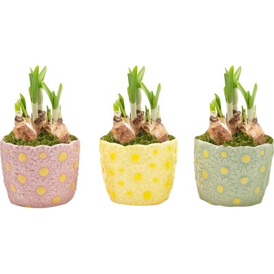 Image of Narzissen in Keramik*