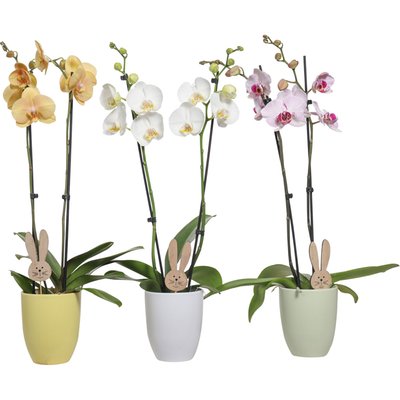 Image of Orchidee Phalaenopsis*