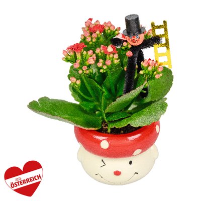 Image of Silvesterpflanzen-Mix