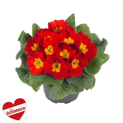 Image of Frühlings-Primeln*