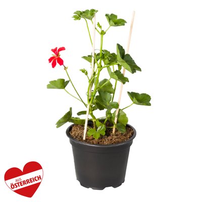 Image of Prachtvolle Pelargonien* hängend