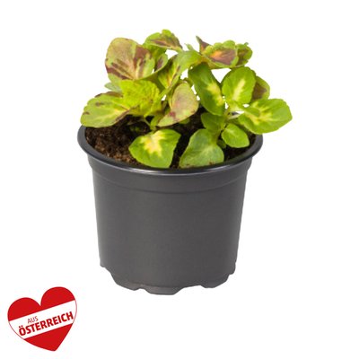 Image of Sommerblumen klein*