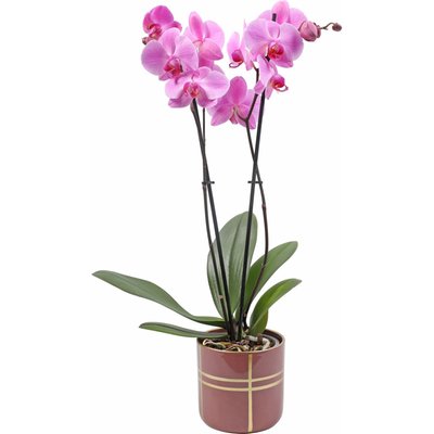 Image of Orchidee Phalaenopsis*