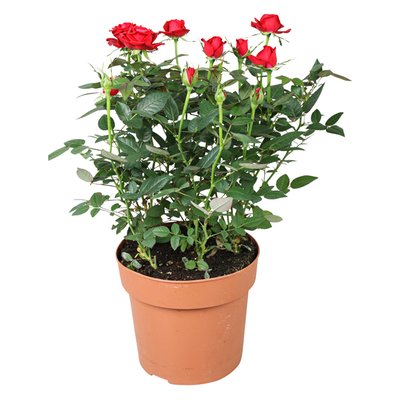 Image of Exklusive Topfrosen*