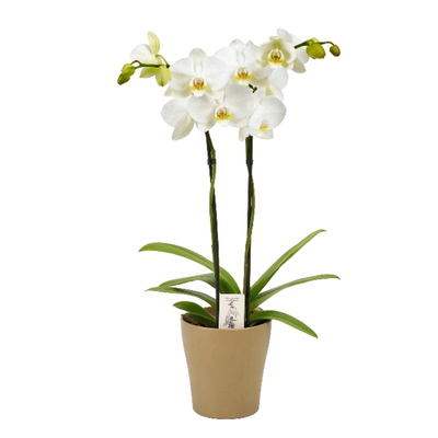 Image of Orchidee in Keramik*
