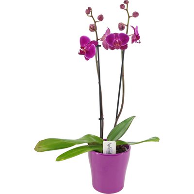 Image of Orchidee Phalaenopsis*