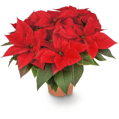 Image of Weihnachtsstern*