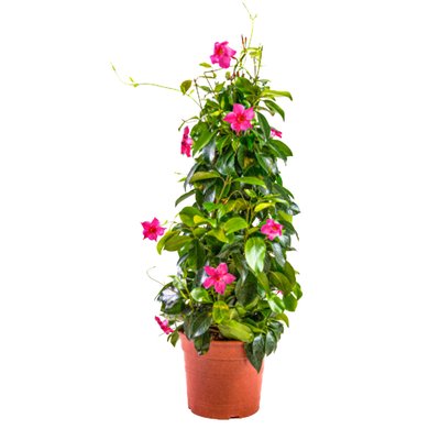 Image of Dipladenie*