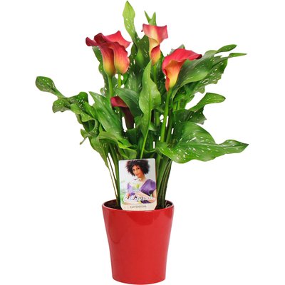 Image of Zimmercalla*