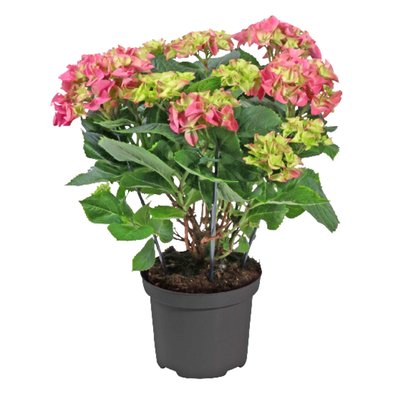 Image of Gartenhortensie*