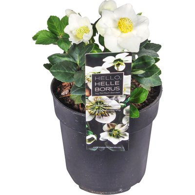 Image of Schneerose*