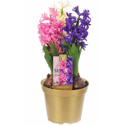 Image of Hyazinthen Carneval*