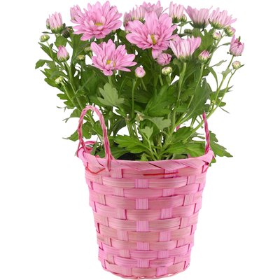 Image of Blühmix im Korb*