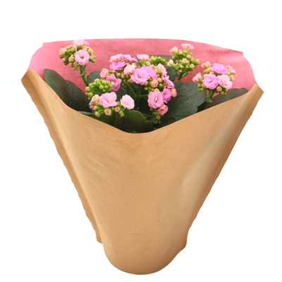 Image of Gefüllte Kalanchoe in Papiertüte*