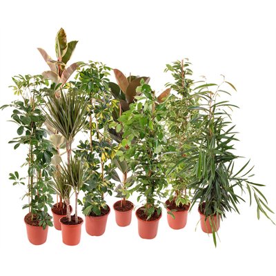 Image of Grünpflanzen Mix*