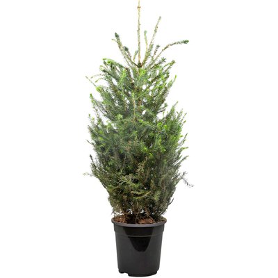 Image of Tannenbäumchen*