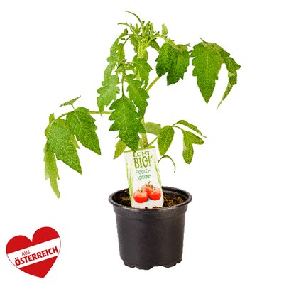 Image of Gemüsejungpflanzen*