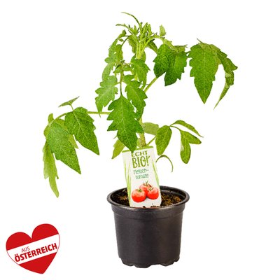 Image of ECHT BIO! Gemüsejung-Pflanzen*