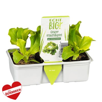 Image of Salat-/Kohl-Gemüsejung-Pflanzen*