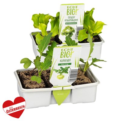 Image of ECHT BIO! Salat-/Kohlgemüsejung-Pflanzen*