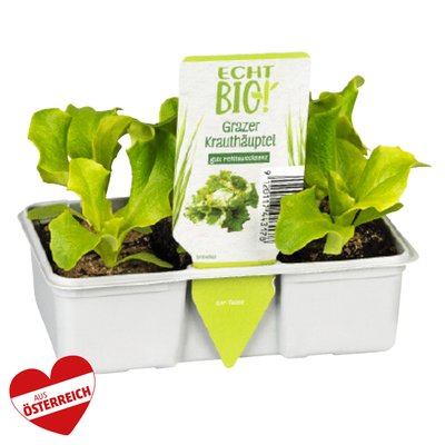 Image of Salatjungpflanzen*