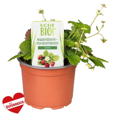 Image of Erdbeer-Jungpflanzen*