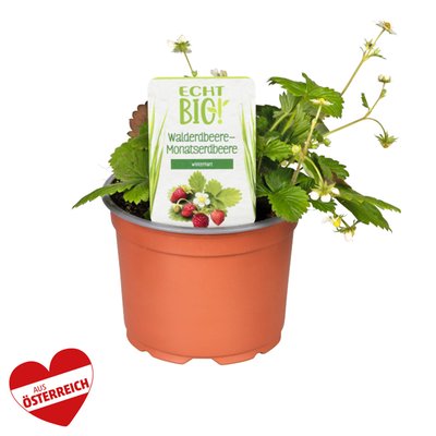 Image of ECHT BIO! Erdbeer-Jungpflanzen*