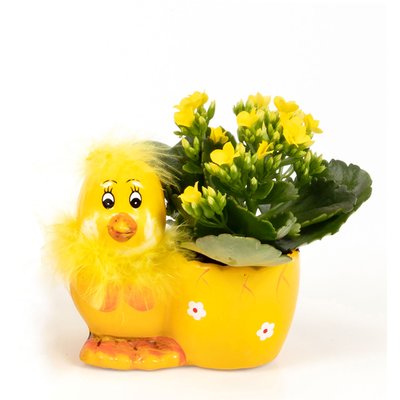 Image of Mini-Kalanchoe in Osterkeramik*