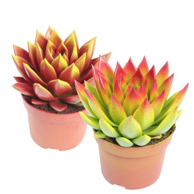 Image of Echeveria Gefärbt*