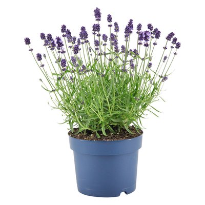 Image of Echter Lavendel*