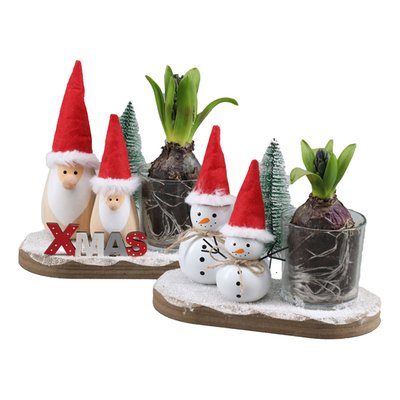 Image of Weihnachtsarrangement mit Hyazinthe*