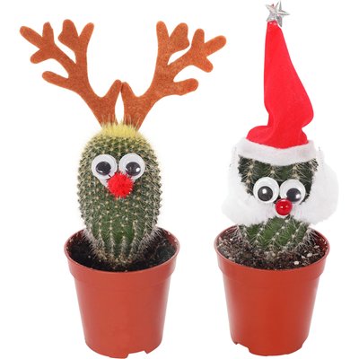 Image of Weihnachtsmann- od. Rentier-Kaktus*