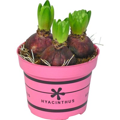Image of Hyazinthen 3er*