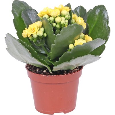 Image of Mini-Kalanchoe*