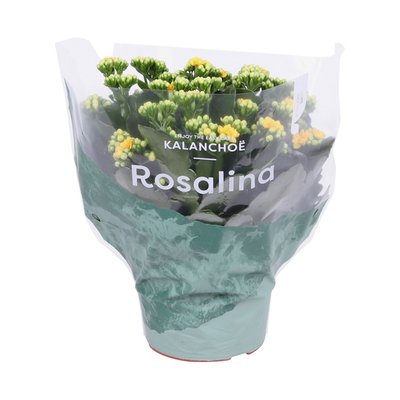 Image of Jumbo Kalanchoe*