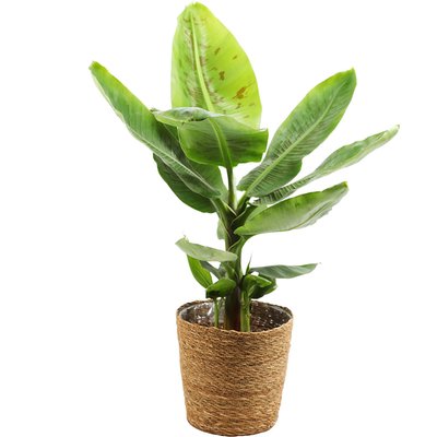 Image of Bananenpalme im Korb*