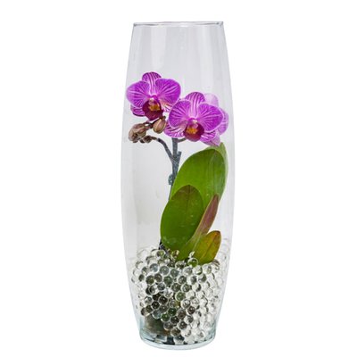 Image of Mini Orchidee im Glas*