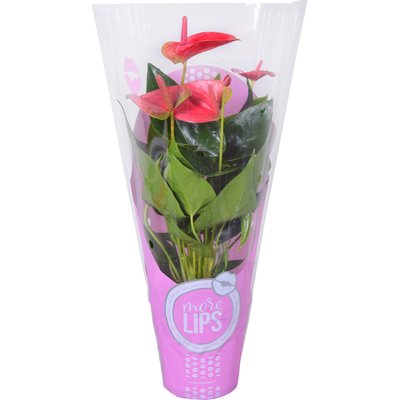 Image of Flamingoblume "More Lips"*