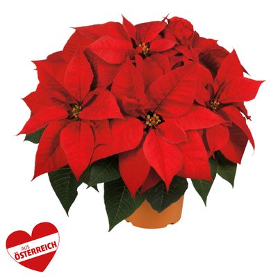 Image of Weihnachts-Sternbusch*