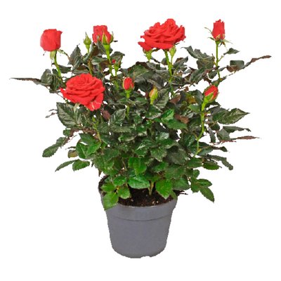 Image of Topfrosen**