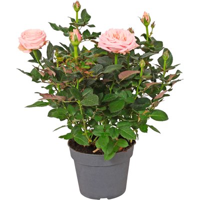 Image of Topfrose*
