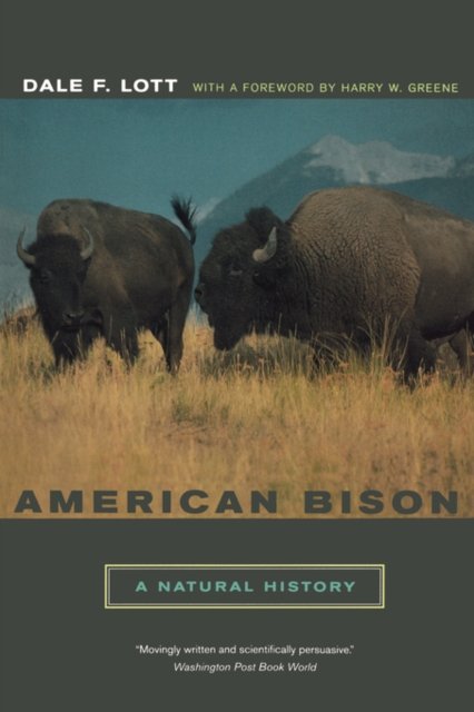 American Bison