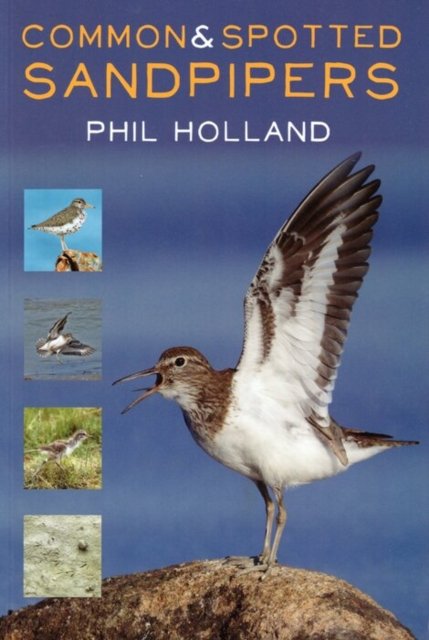 Common and Spotted Sandpipers
