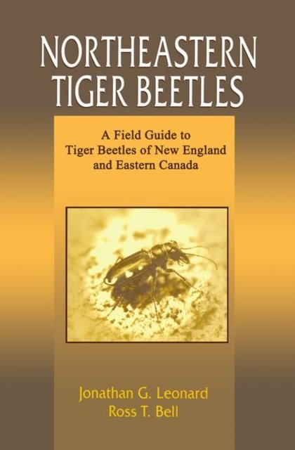 Northeastern Tiger Beetles
