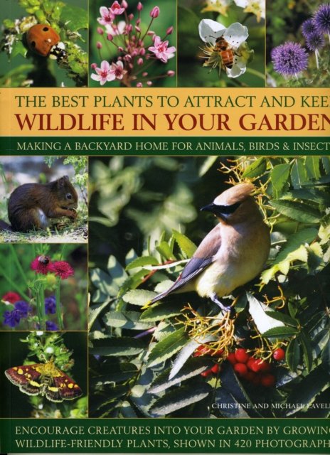 Best Plants to Attract and Keep Wildlife in Your Garden