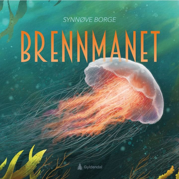 Brennmanet - cyanea capillata