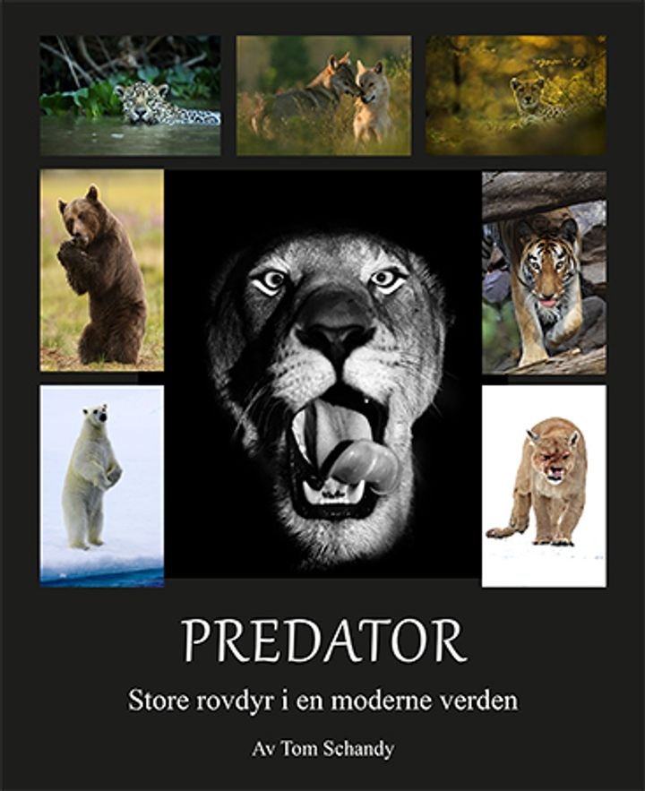 Predator - store rovdyr i en moderne verden