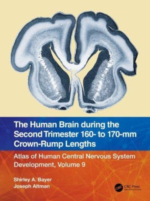 The Human Brain during the Second Trimester 160– to 170–mm Crown-Rump Lengths