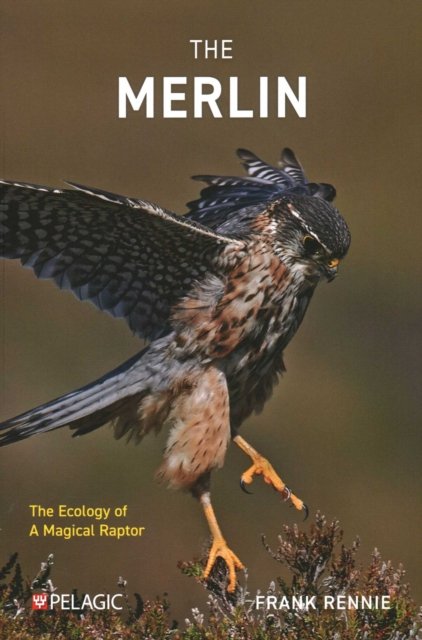 The Merlin